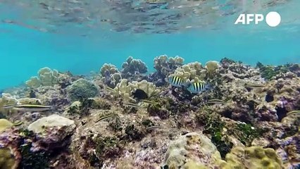 Los jardineros del mar en Panamá.