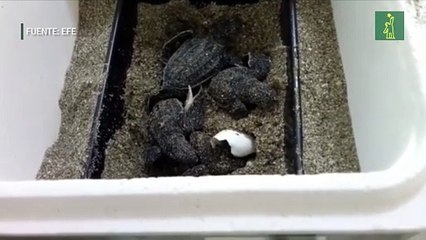 Nacen más de 50 tortugas laúd, un fenómeno histórico en cuatro décadas
