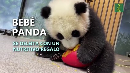 Bebé panda se deleita con nutritivo regalo de Año Nuevo en Washington