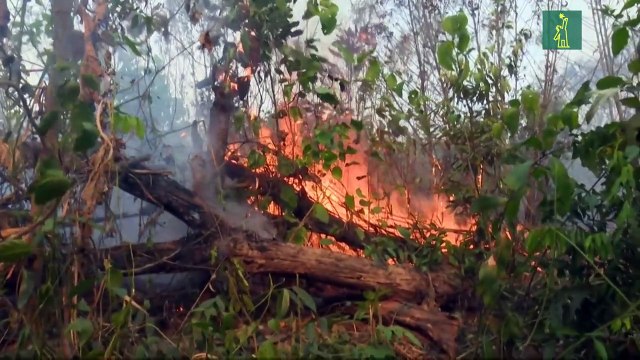 La pérdida de bosques tropicales se incrementó en 2020 en el mundo, con Brasil a la cabeza.