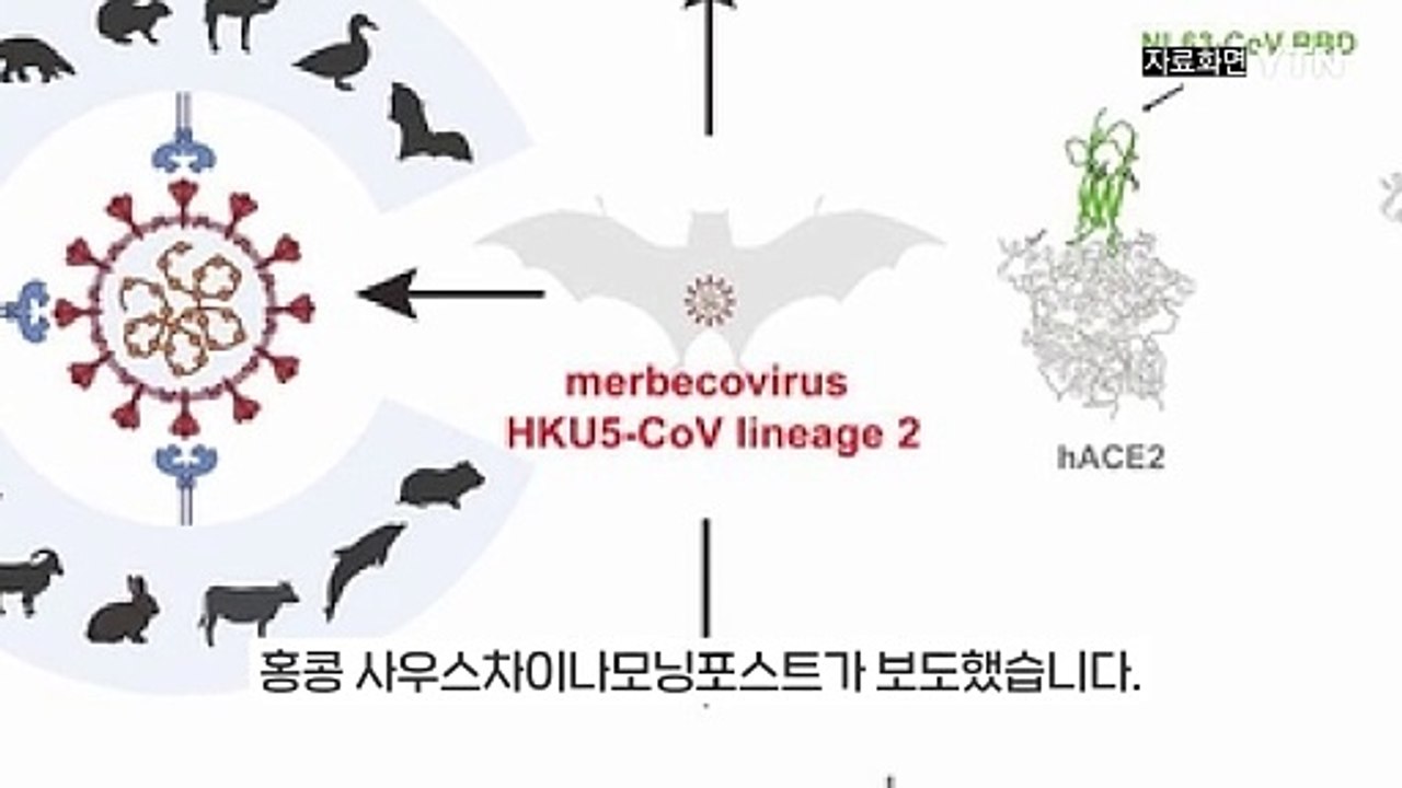 중국서 '신종 박쥐 코로나바이러스' 또 발견..."사람 전파 가능성 있다" [지금이뉴...