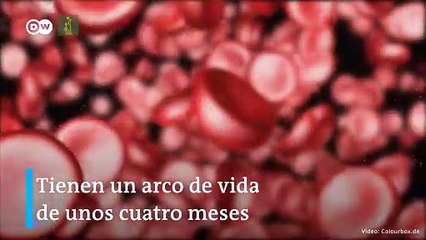 ¿Por qué las células de nuestro cuerpo no viven para siempre?