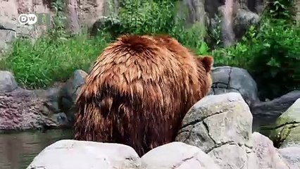 ¿Cómo afecta el cambio climático a los animales?