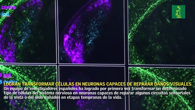 Logran transformar células en neuronas capaces de reparar daños visuales