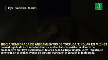 Inicia la temporada de anidamientos de tortuga Tinglar en zona de Miches
