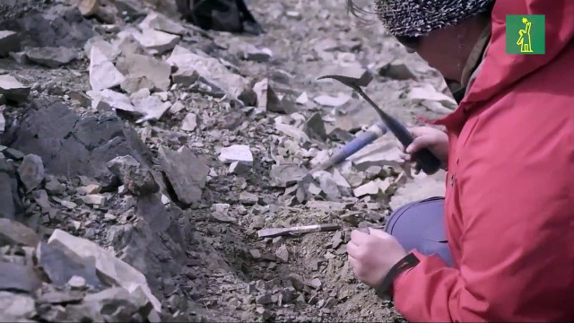 Hallan restos fósiles de un nuevo mamífero de la era de los dinosaurios.