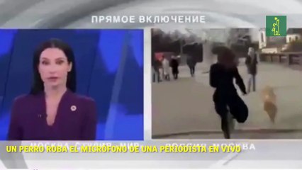 Un perro roba el micrófono de una periodista en vivo.