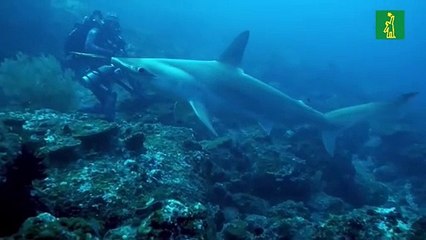Tiburón viaja 4.000 kilómetros, regresa a Galápagos y no se sabe dónde está