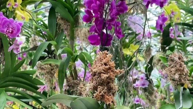 Jardín de flores colgantes en Tokio