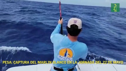 Pesa: captura del Marlin Blanco en la jornada del 22 de mayo