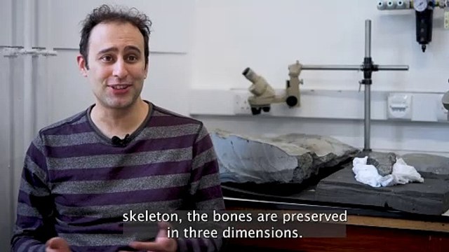 Largest Pterosaur From Jurassic Unearthed In Scotland