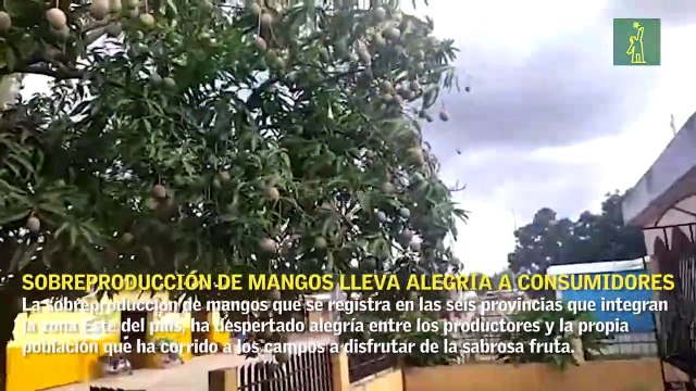 Sobreproducción de mangos lleva alegría a consumidores y desesperanzas a los productores en el Este