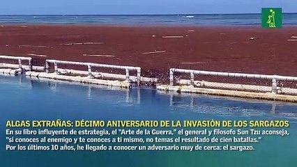 Algas Extrañas: Aprendizajes en el décimo aniversario de la invasión de los Sargazos