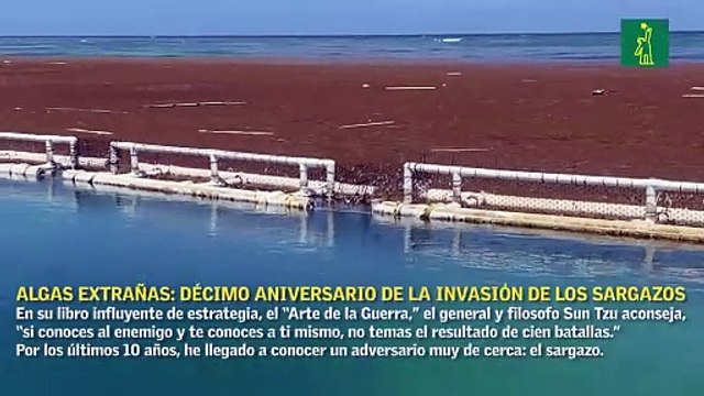 Algas Extrañas: Aprendizajes en el décimo aniversario de la invasión de los Sargazos