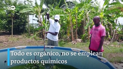 Eco-hidroponía: innovación para la agricultura orgánica