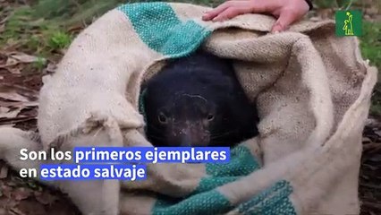 Nacen demonios de Tasmania en Australia continental 3.000 años tras su de