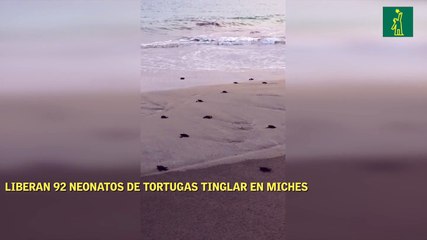 Liberan 92 neonatos de tortugas tinglar en playas de Miches e Higüey
