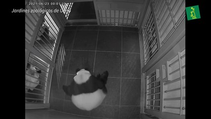 Una osa panda da a luz a mellizos en un zoológico de Tokio