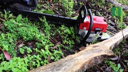 El ecosistema colombiano intenta ganarle la batalla a la deforestación
