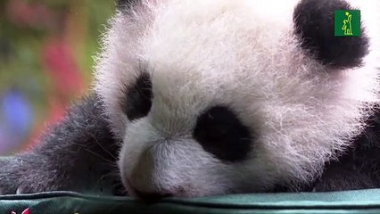 El oso panda ya no es una especie "en peligro" según China