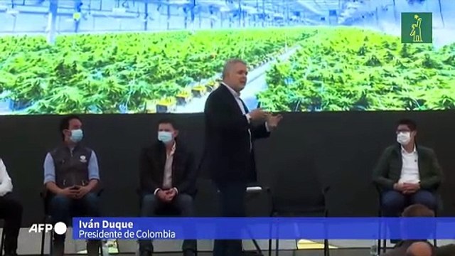 Colombia autoriza uso industrial del cannabis y su exportación con fines medicinales
