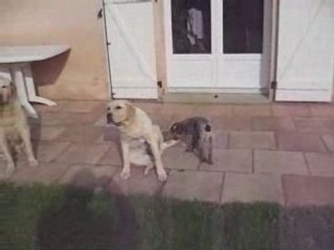 2008 05 Mai Mes Chiennes