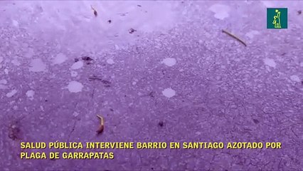 Salud Pública interviene barrio en Santiago azotado por plaga de garrapatas