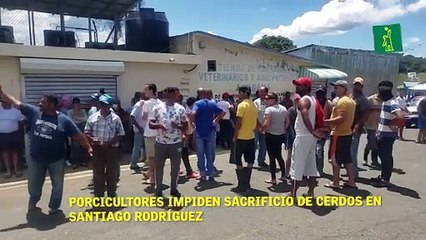 Porcicultores impiden sacrificio de cerdos en Santiago Rodríguez