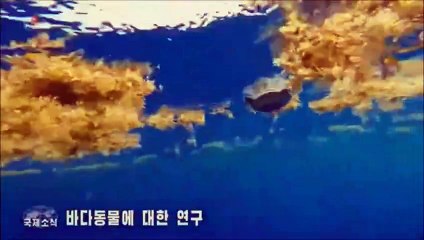 Notícias do exterior na Televisão Central da Coreia (22.02.2025)