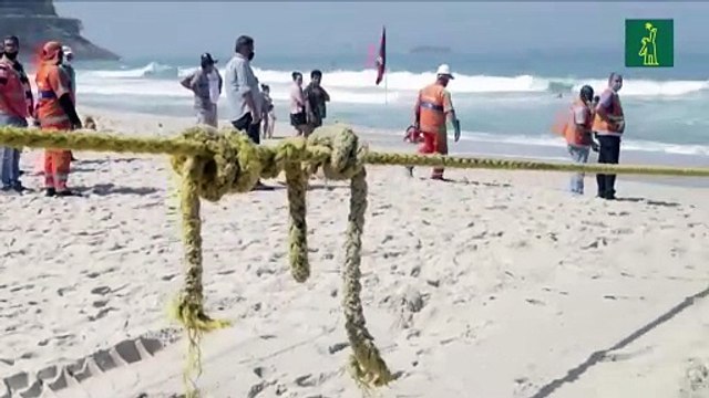 Muerte de ballenas jorobadas bate récord en Brasil-