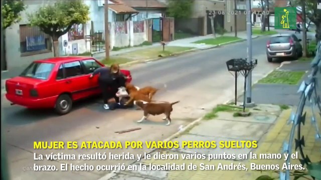 Mujer es atacada por varios perros sueltos