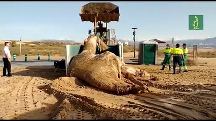 Aparece el cadáver de una ballena de casi 8 toneladas en una playa de Elche (Alicante)