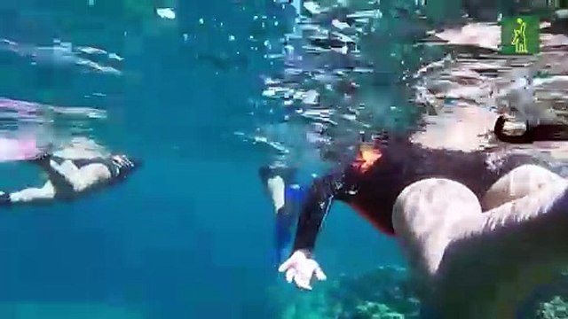 Colonia de lobos marinos se resiste al retroceso de su especie en México