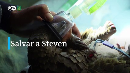 Comercio de pangolines sigue en auge pese a esfuerzos de la policia china