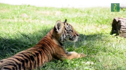 Visitantes del Zoológico de Guadalajara se deleitan con cuatro cachorros de tigre
