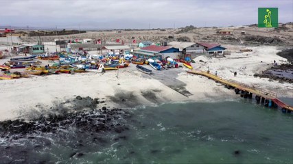 Archipiélago de Humboldt, tesoro natural chileno amenazado por minera Dominga
