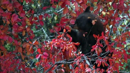 Black Bears: The Most Common Bear in North America