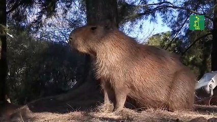 Una "invasión" de carpinchos en Argentina genera ternura y reivindicación