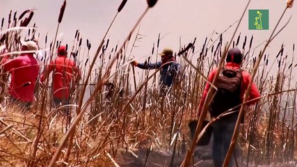 Países de A. Latina llegan con propuestas y enfoques divergentes a la COP26