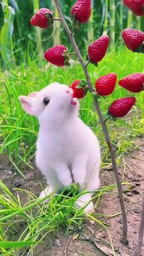 Grapes and Strawberries Fruit With Healthy 🍇🍓🍒🍐🍊🍉🍈🍍#Fruit #farming #trending #short