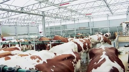 Una granja flotante de vacas quiere mitigar el cambio climático en Países Bajos