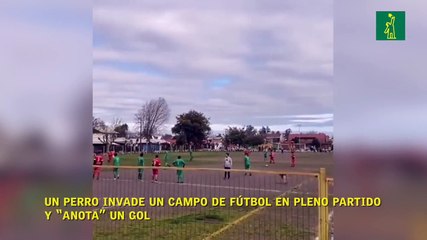 Un perro invade un campo de fútbol en pleno partido y “anota” un gol