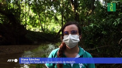 Tortugas rescatadas fueron devueltas a su hábitat en Medellín