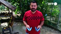 Mariposas de Costa Rica, primer exportador mundial, abren alas en Dubái, Europa y EEUU