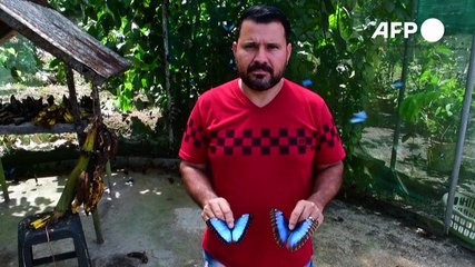Mariposas de Costa Rica, primer exportador mundial, abren alas en Dubái, Europa y EEUU