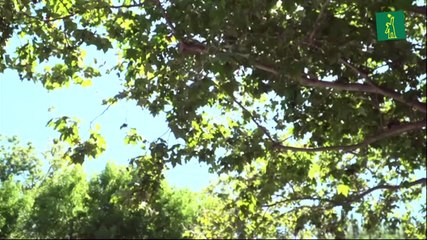 La justicia europea mantuvo firme multimillonaria multa de la UE a Google