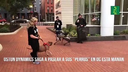 Boston Dynamics saca a pasear a sus "perros" en DC esta mañana