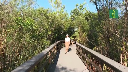 El cambio climático amenaza el futuro de los Everglades, joya natural de Florida