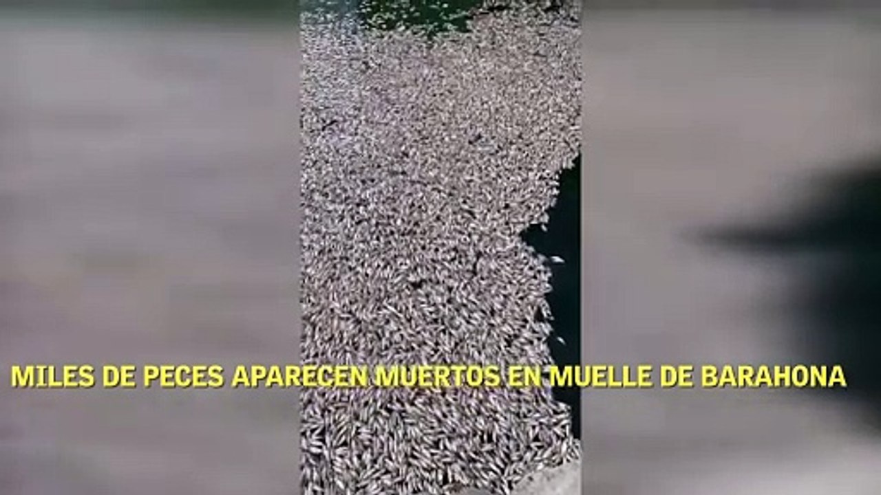 Miles de peces aparecen muertos en muelle de Barahona