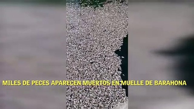 Miles de peces aparecen muertos en muelle de Barahona
